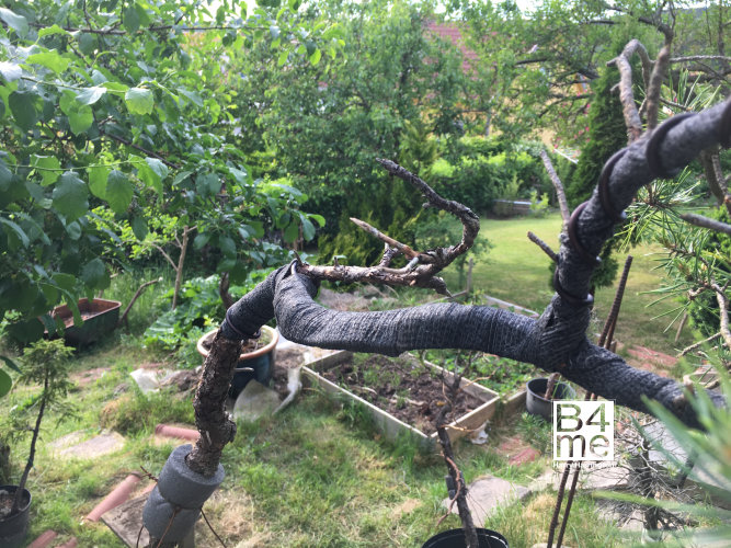 scots pine bonsai heavy bend