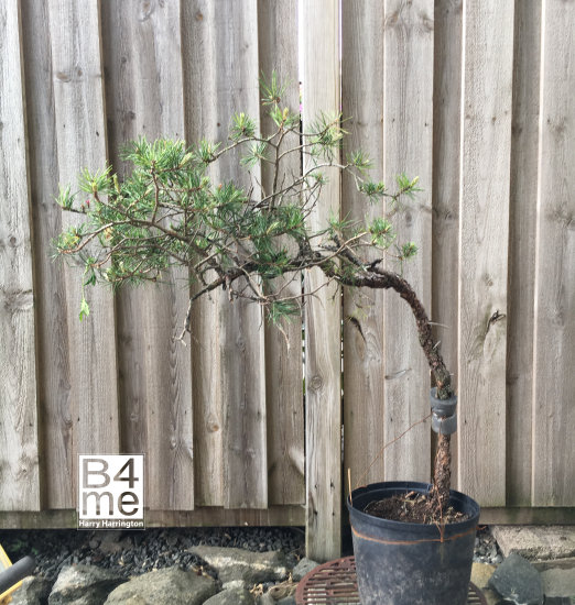 scots pine bonsai heavy bend