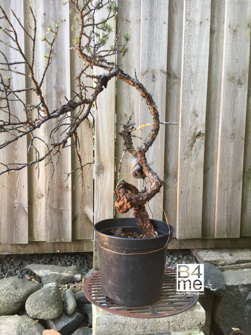 sweden bonsai scots pine