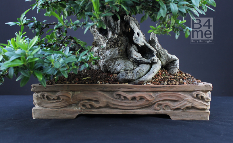 pyracantha bonsai