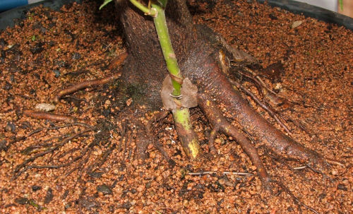 pencil-thick Acer palmatum scion