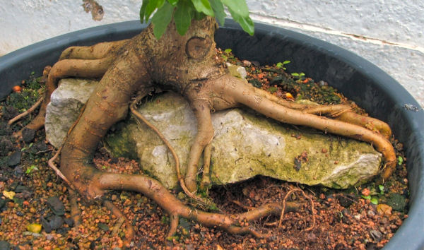 Field Maple (Acer campestre) root-over-rock