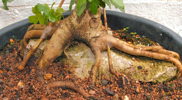Field Maple (Acer campestre) root-over-rock
