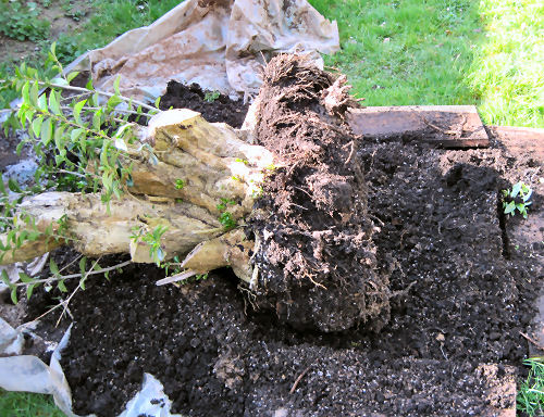 bonsai removing excess soil