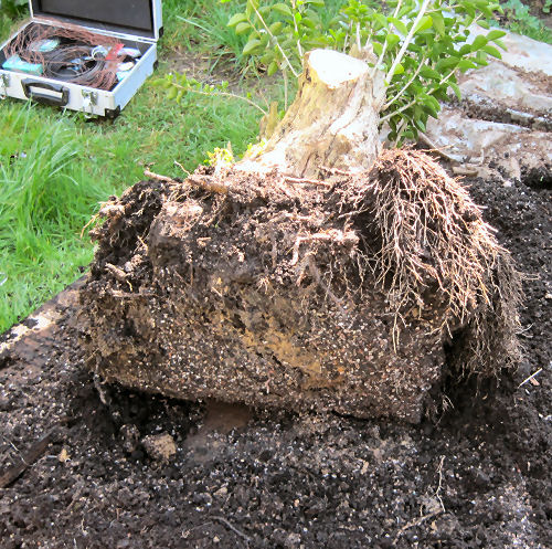bonsai removing excess soil