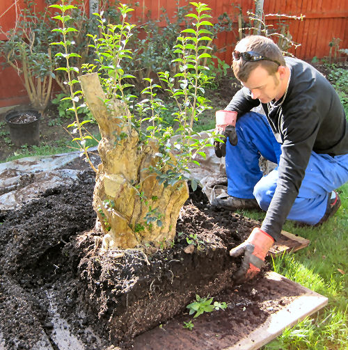 removing the excess soil around the roots