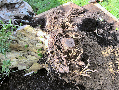 removing clay from the tree roots