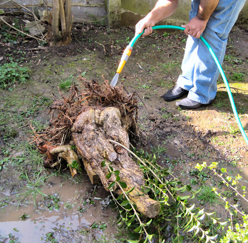 washing the privet roots