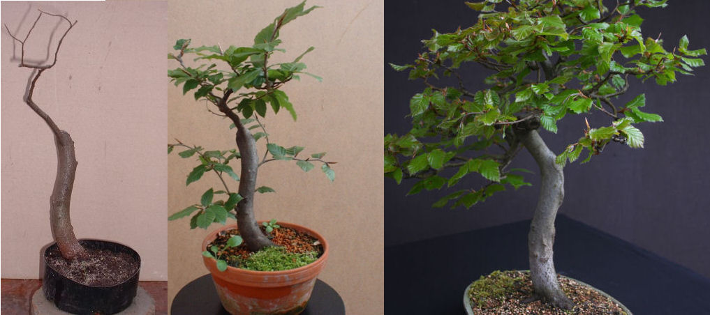 beech bonsai development