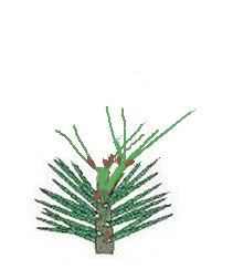 Pinus mugo 'Bonzai' - Pin - Pépinières Constantin