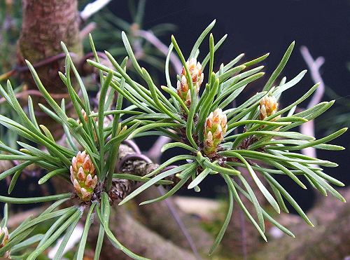 Pinus mugo buds in Spring