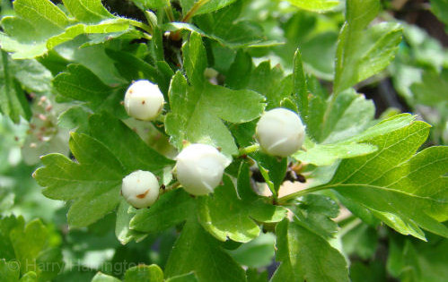 flower bud