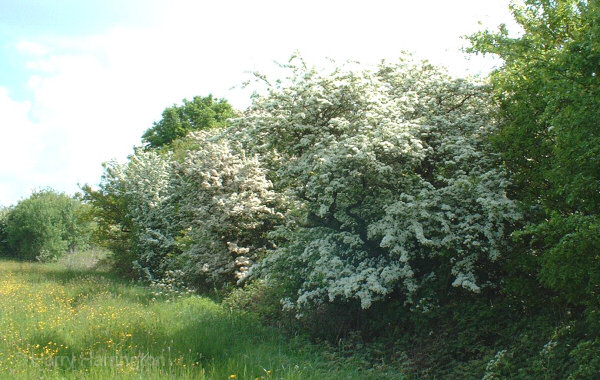 hawthorn flower