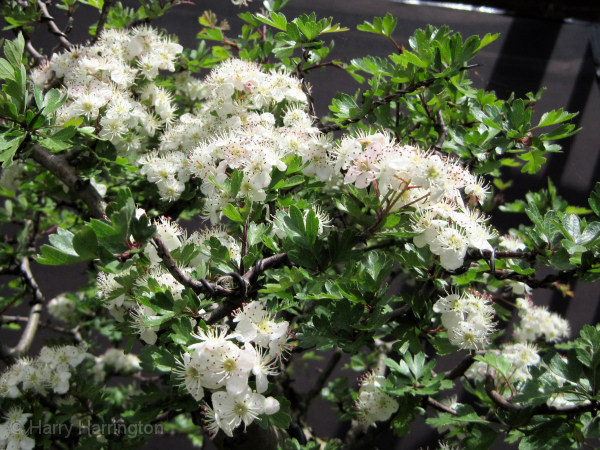 hawthorn bonsai flowers