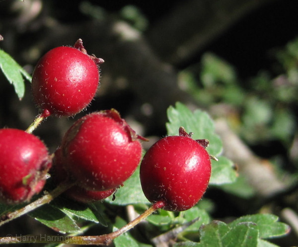 hawthorn berries