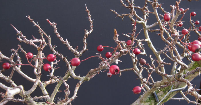 bonsai berry winter