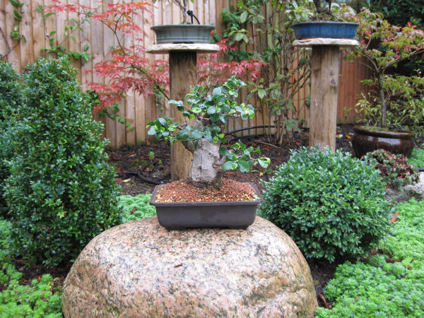 ficus bonsai