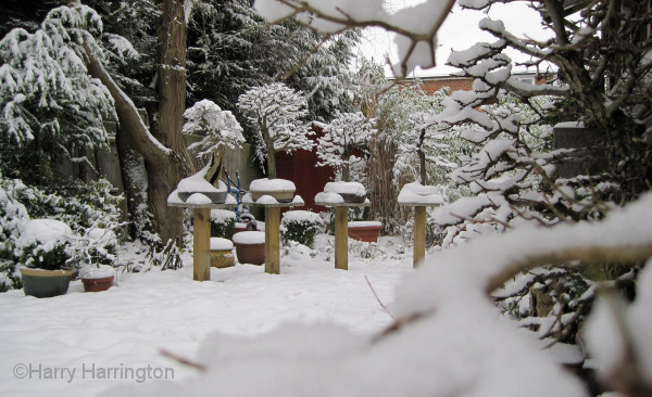 bonsai winter