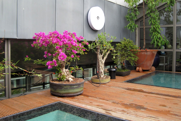 roof-top garden in Central London