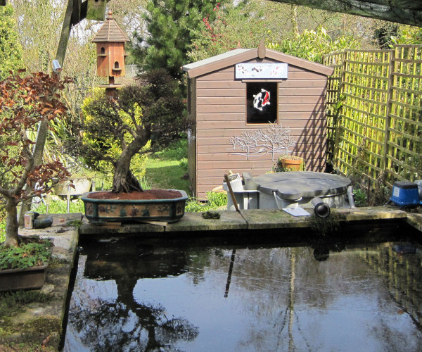 Bonsai and Koi