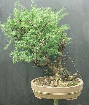 Collecting Trees (Yamadori) from the Wild for Bonsai