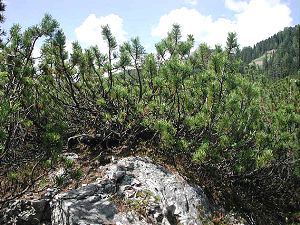 Collecting Trees (Yamadori) from the Wild for Bonsai