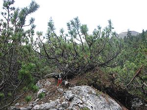 Collecting Trees (Yamadori) from the Wild for Bonsai