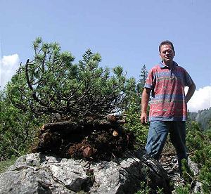 Collecting Trees (Yamadori) from the Wild for Bonsai