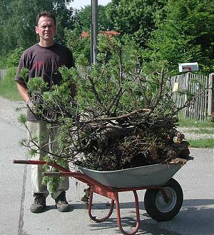 Collecting Trees (Yamadori) from the Wild for Bonsai