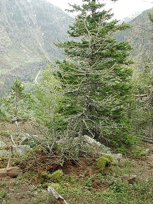 Collecting Trees from the Wild