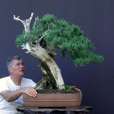 Walter Pall with a huge collected bonsai