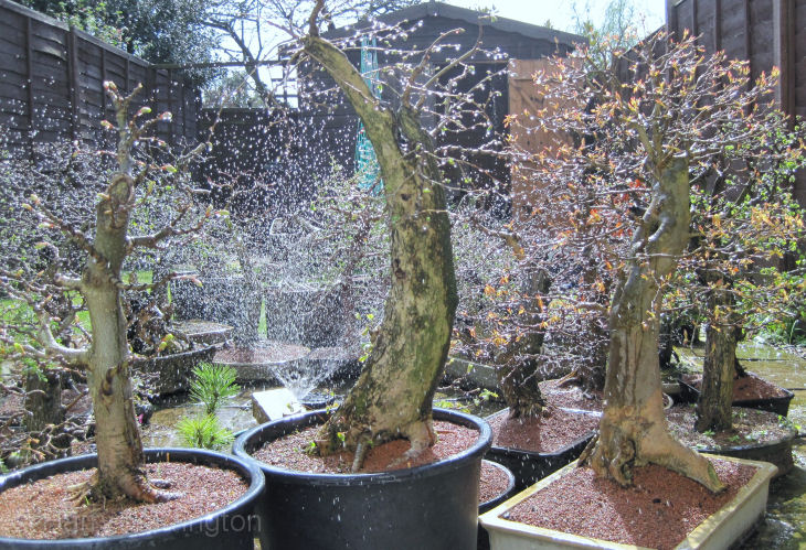 bonsai watering on vacation