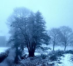 oak tree