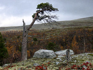 Candelabra Pine