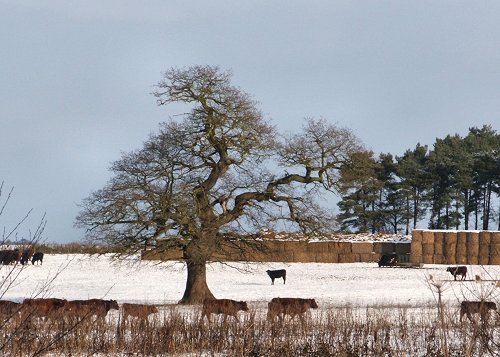 English Oak 