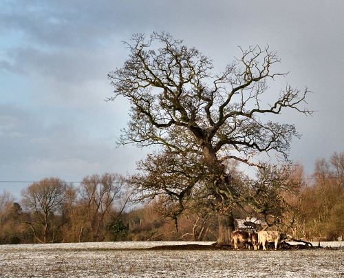 English Oak 