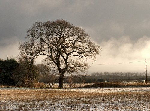 English Oak 