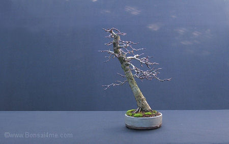 bonsai