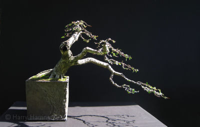 bonsai