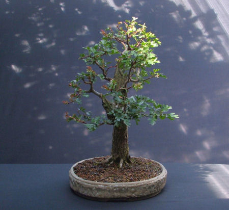 bonsai