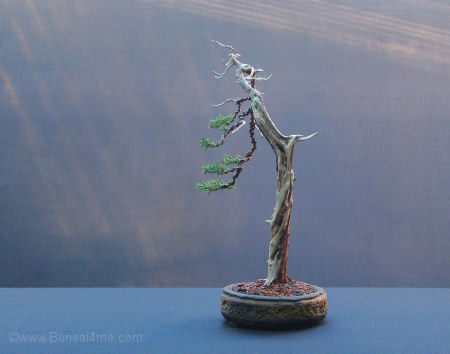 bonsai