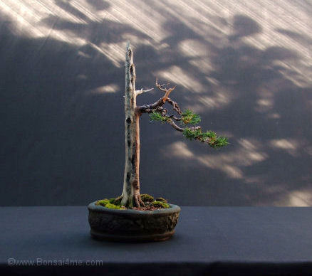 bonsai