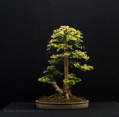 bonsai