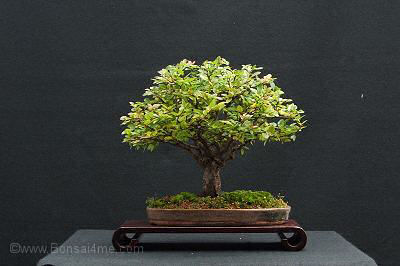 bonsai