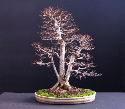 bonsai