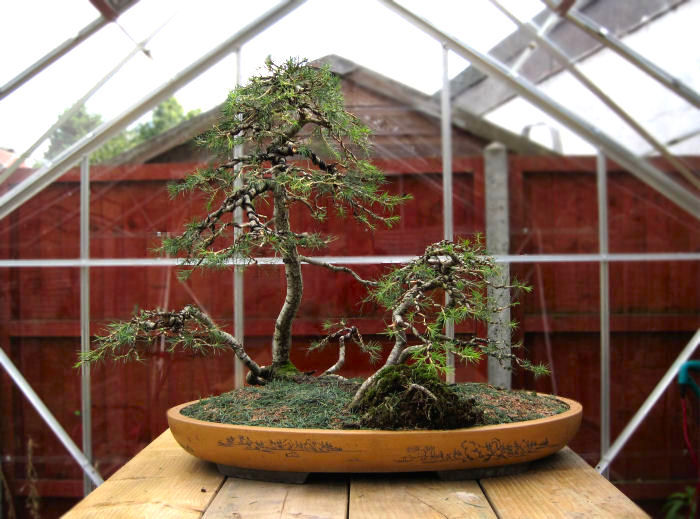 bonsai