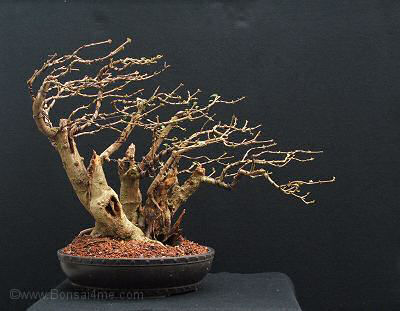 bonsai