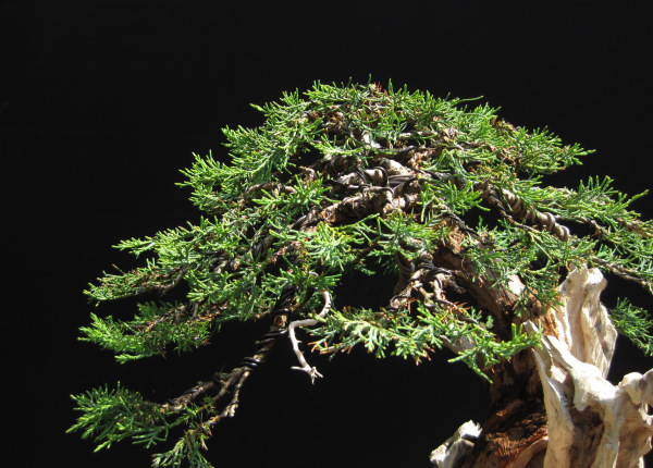 juniper bonsai wiring