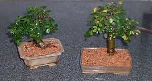 repotting elm bonsai