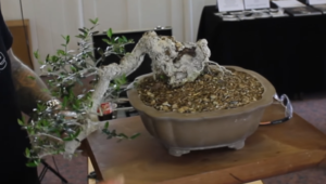 Olive Semi-Cascade Bonsai Carving And Styling